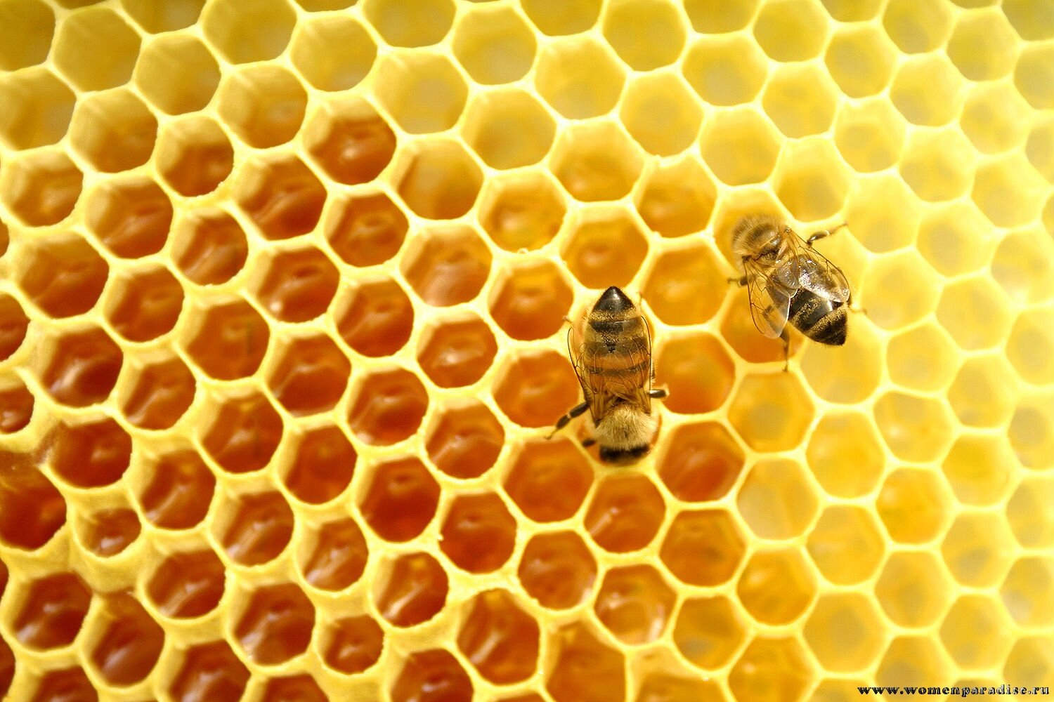 Мед в сотах и пчелы