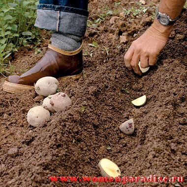 Подготовка, выращивание и посадка картофеля проверенным способом